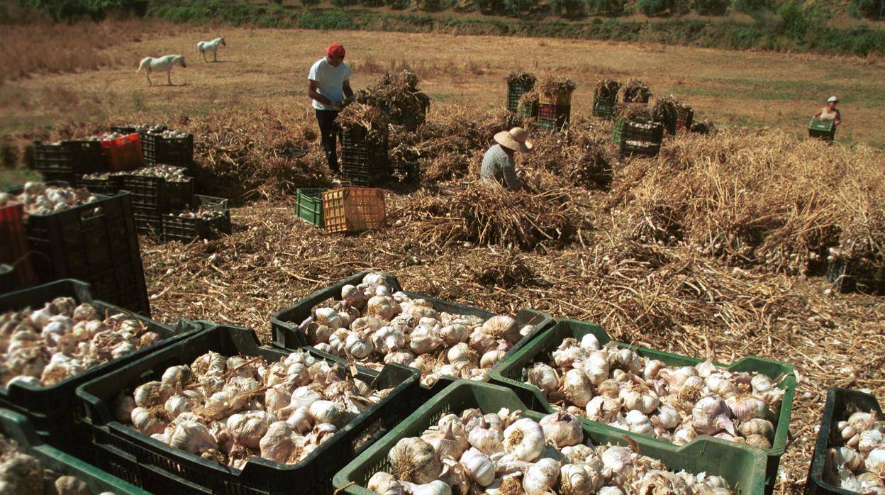 Recogida de ajos en La Carlota