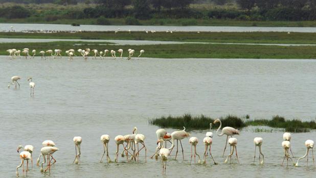 La Universidad de Córdoba testa contaminación en el Parque de Doñana a través de roedores