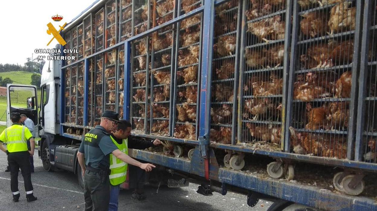 Operación de la Guardia Civil sobre un camión que transporta gallinas
