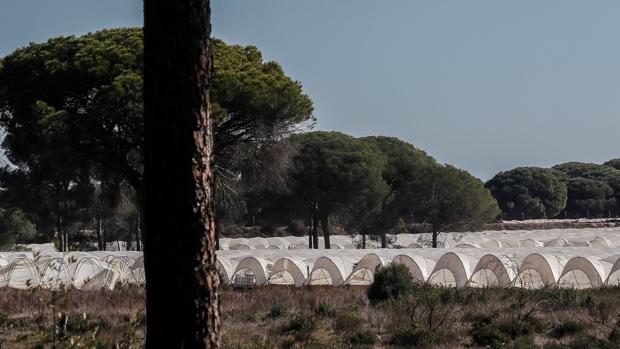 El alcalde de Lucena pide agua tras el cierre «dramático» de los pozos ilegales