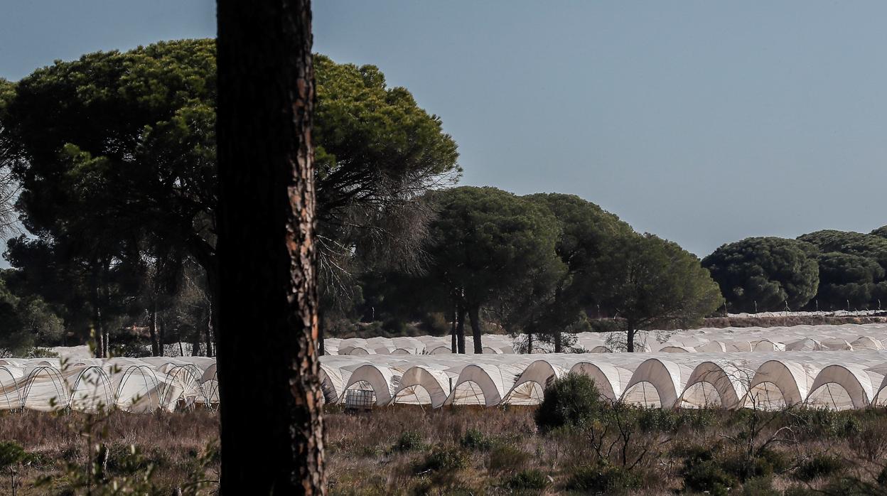 Invernaderos en Lucena afectados por la escasez de agua para el cultivo