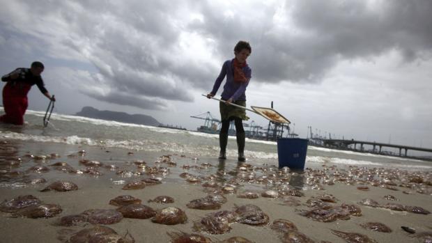 Expertos proponen pagar a pescadores que capturen plagas de medusas para evitar que lleguen a la orilla