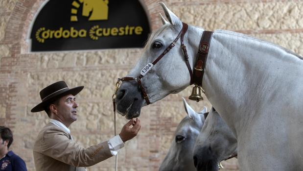 La Feria del Caballo de Córdoba organiza una programación de actividades para todo el mes de septiembre