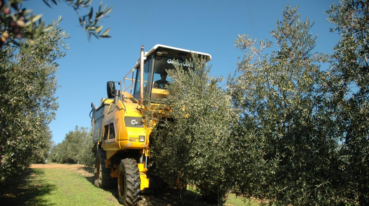 Tractor en una plantación de olivo