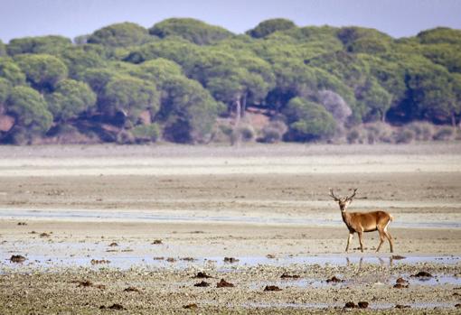 Imagen de una de las especies en Doñana