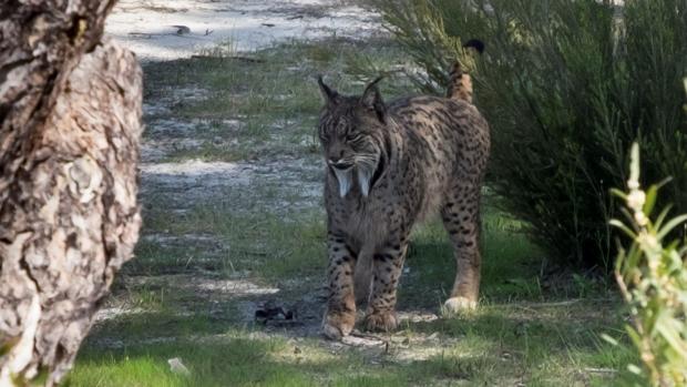 Una lince recorre 600 kilómetros hasta las inmediaciones del río Guadalmellato en Córdoba