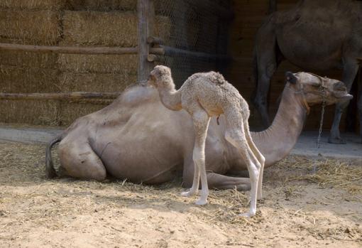 Granja de camellos en Matalascañas