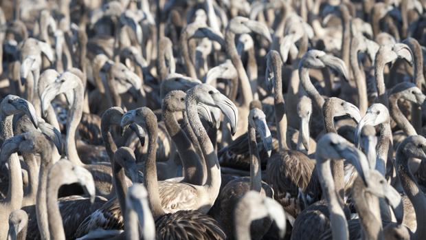 Andalucía registra a sus nuevos flamencos