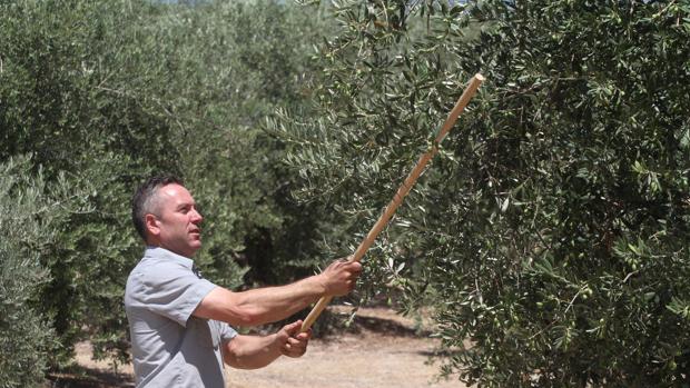 La provincia de Córdoba produjo en la pasada campaña el 12% del total mundial de aceite de oliva