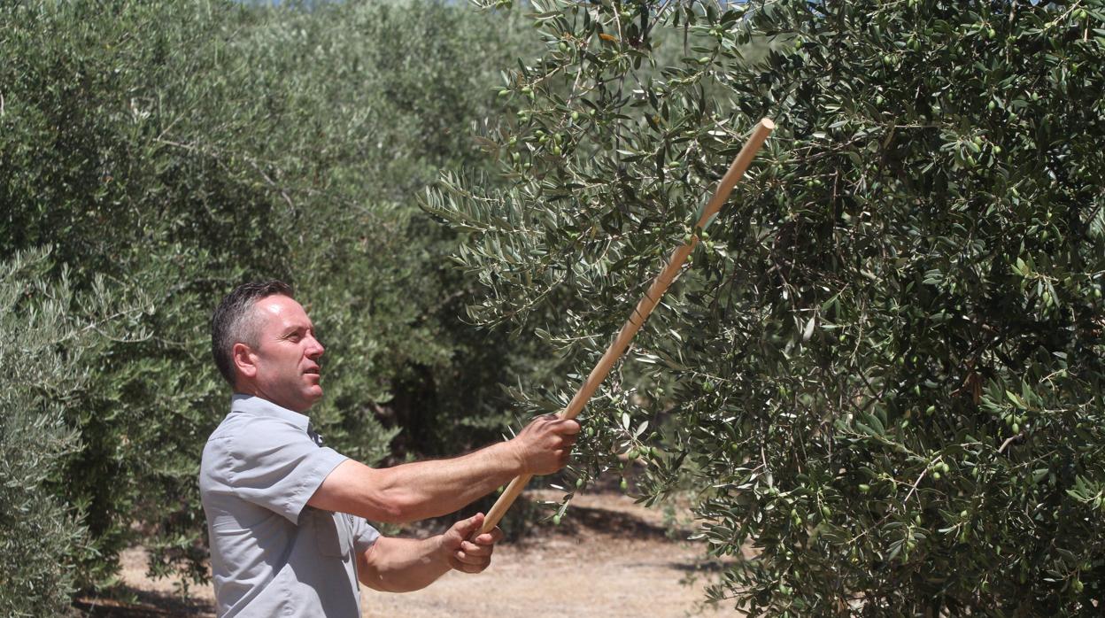 Un agricultor en una finca de olivos en Priego de Córdoba