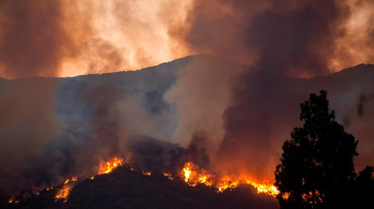 Detenido un hombre sospechoso de haber causado el incendio de Estepona al quemar una colmena