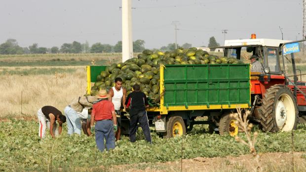 La Guardia Civil detiene a siete personas por robar 3.000 kilos de melones