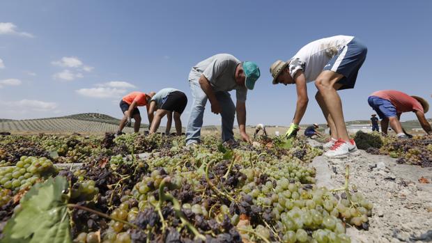 Montilla-Moriles, la vendimia de los 100.000 jornales en Córdoba