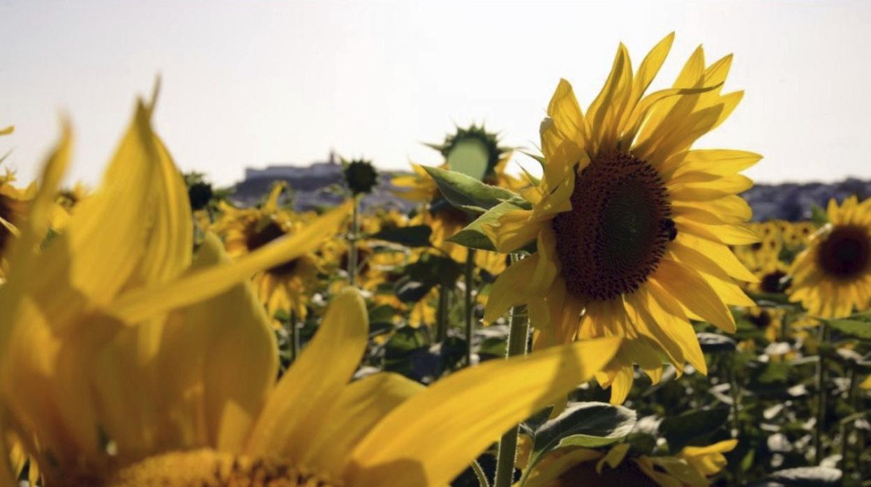 Campo de girasoles