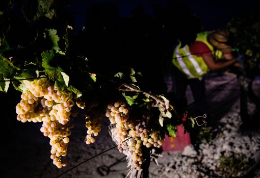 Recogida de la uva a últimas horas de la madrugada