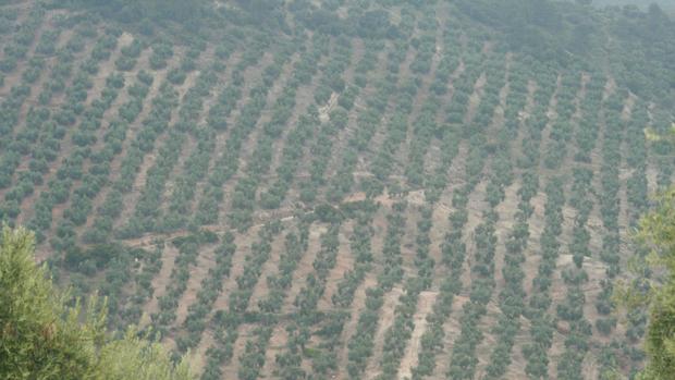 Las fuertes lluvias socorren al olivar de Jaén