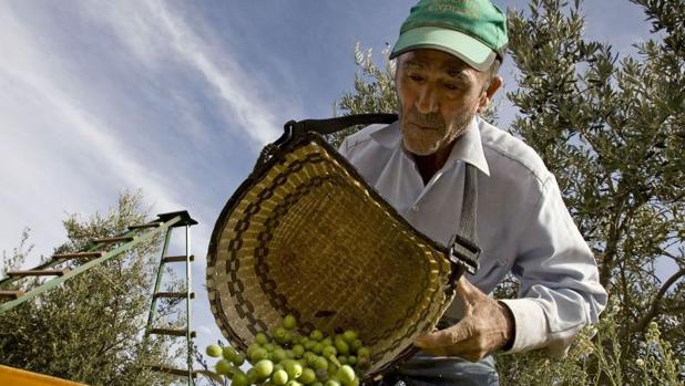 La sequía merma la cosecha de la aceituna de verdeo en Córdoba