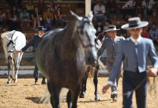 Guía para no perderte nada de la Feria del Caballo de Córdoba Cabalcor 2019