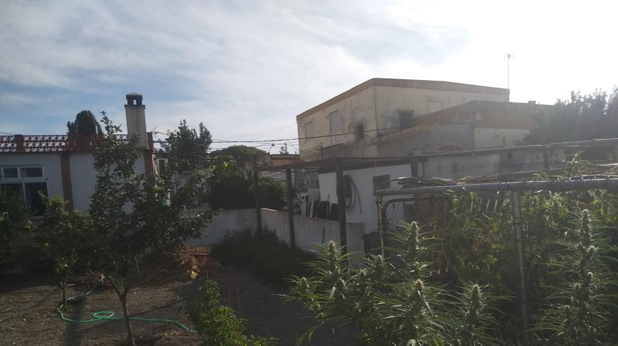 Una de las plantaciones se encontraba al aire libre