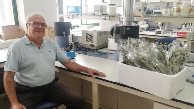 Investigadores de la Universidad de Córdoba: Diego Barranco, pionero en la conservación y mejora del olivo