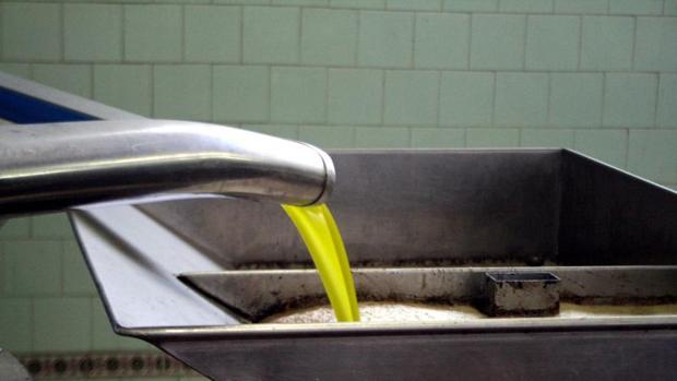 La producción de aceite en Córdoba caerá un 40%, según las previsiones del sector
