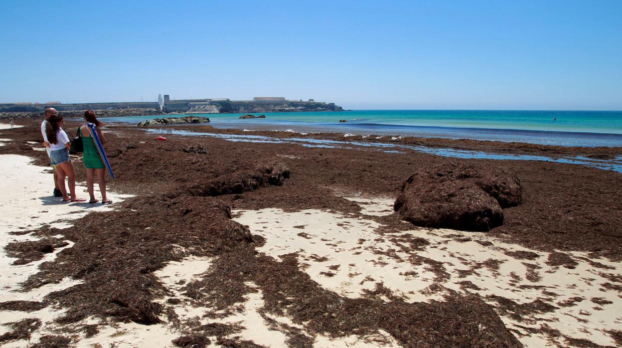 Imagen de la arribazón del alga asiática en una playa del Campo de Gibraltar