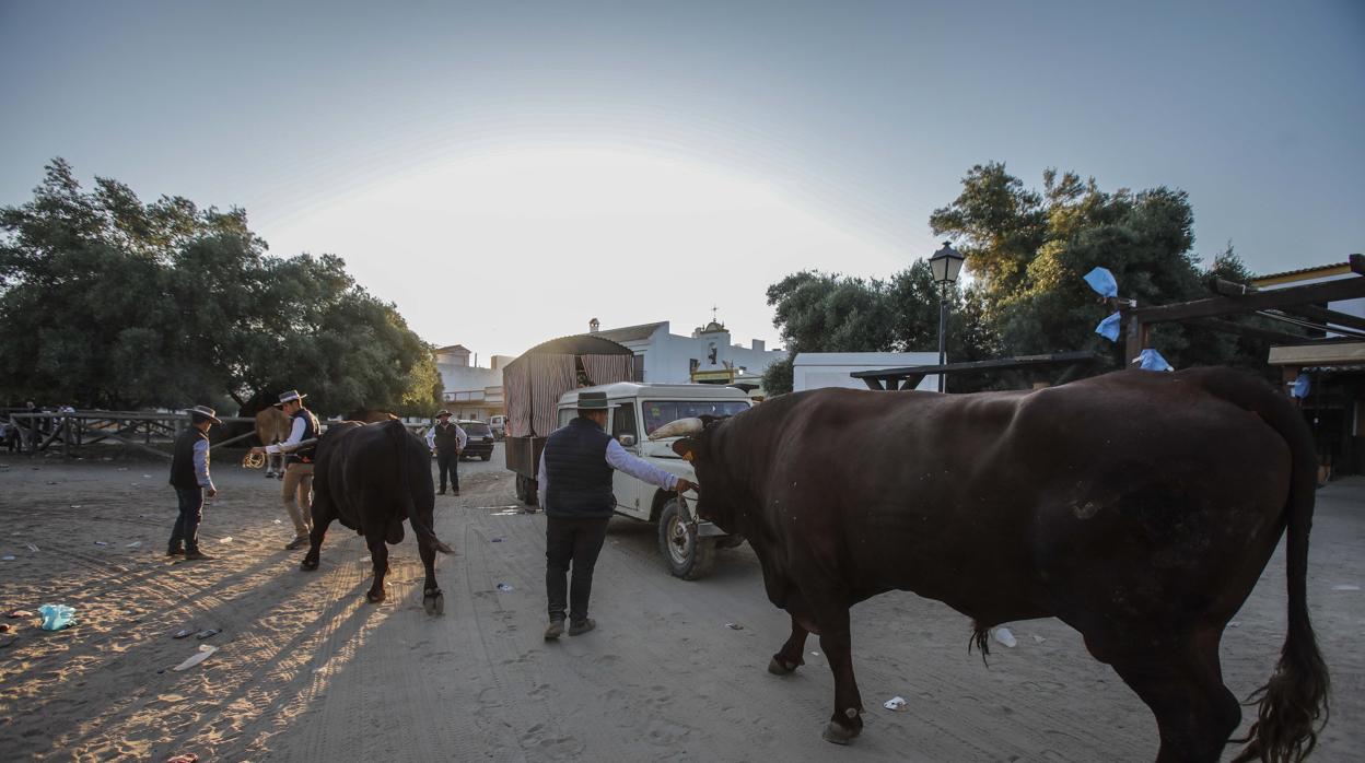 Un grupo de personas trasladan a los bueyes para una romería