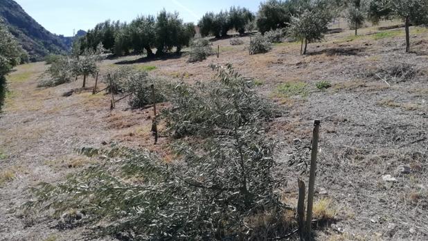 Los agricultores de Priego de Córdoba amenazados  tienen en común ser socios de un coto de caza
