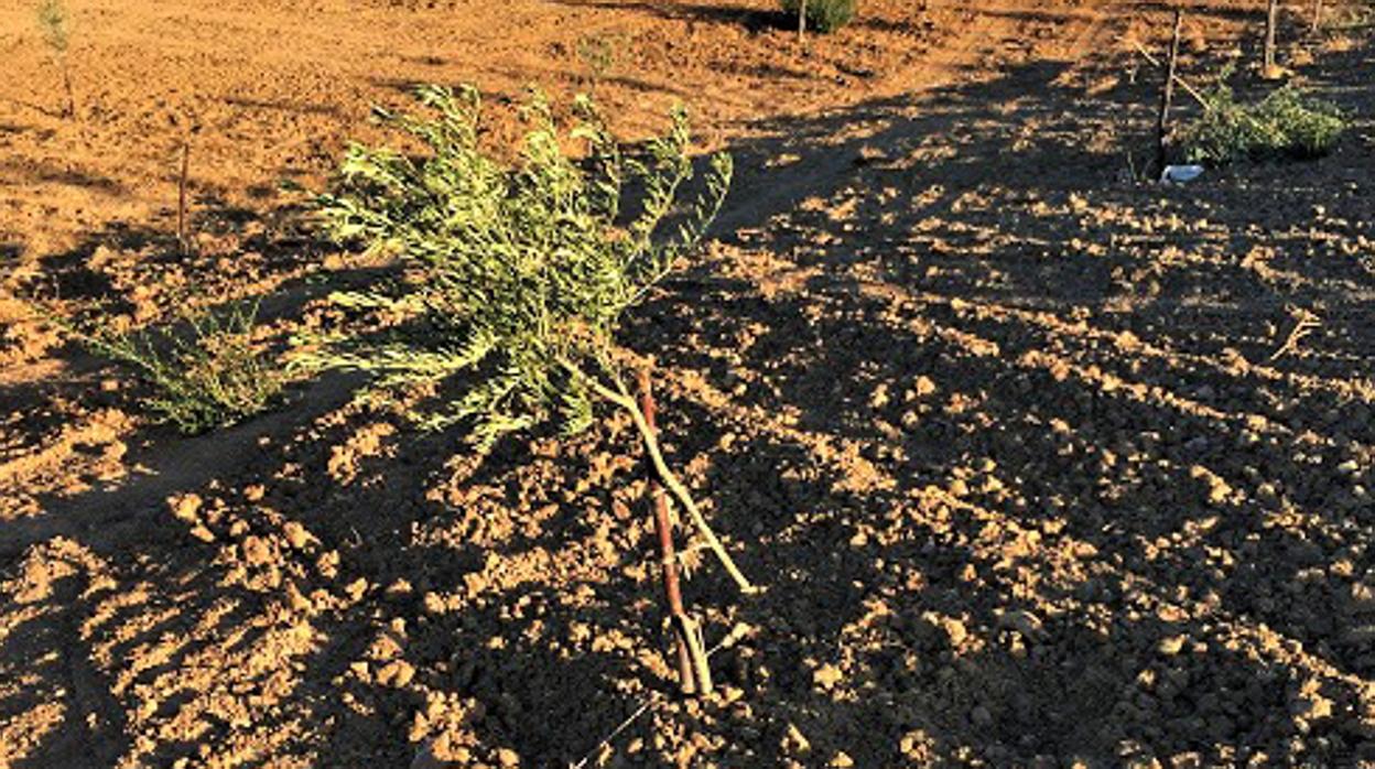 Posturas cortadas y arrancadas en la finca de Priego de Córdoba que está sufriendo los ataques