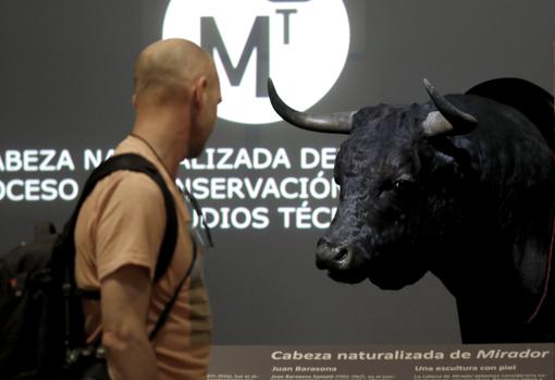 Un visitante observa la cabeza del toro en el Museo Taurino de Córdoba