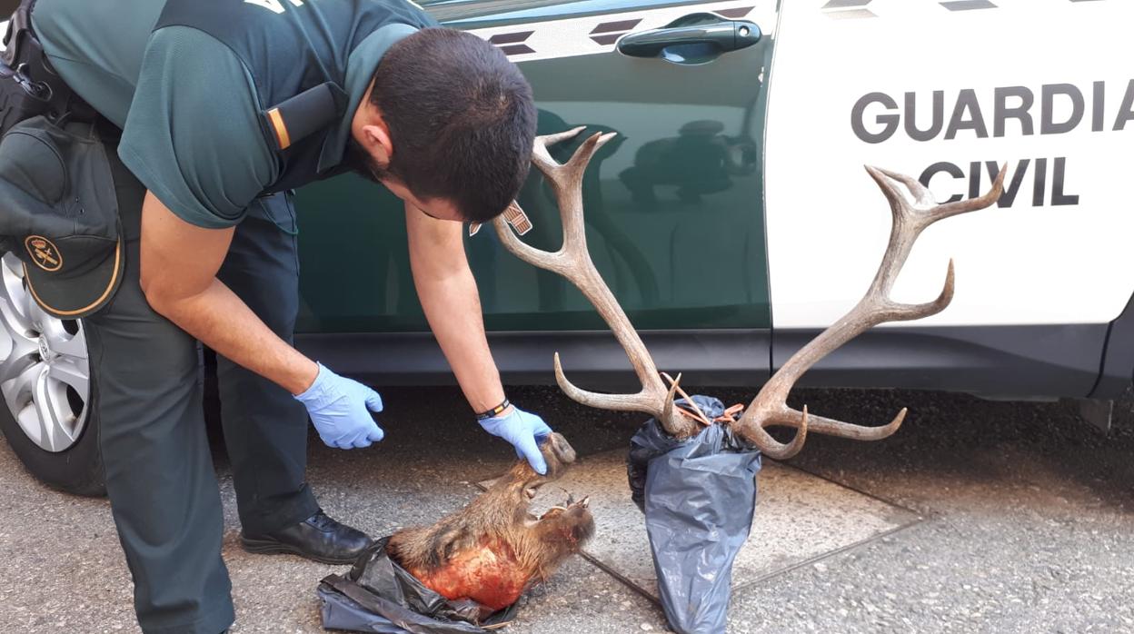 Un agente de la Guardia Civil de Jaén junto a trofeos cinegéticos procedentes del furtivismo