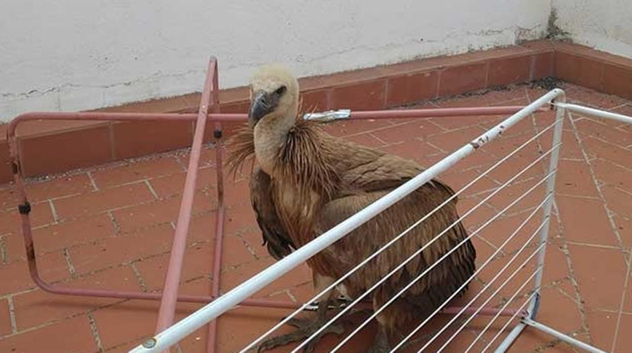 Rescatan a un buitre leonado atrapado en el tendedero en un patio de Peñarroya-Pueblonuevo