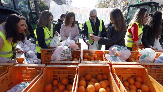 La campaña de cítricos en Córdoba perderá este año entre un 8 y un 12 por ciento de producción