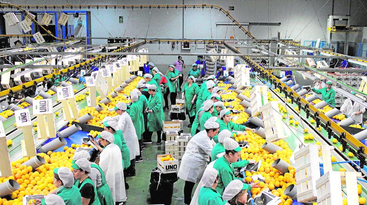 Trabajadoras en las instalaciones de Sunaran en Palma del Río