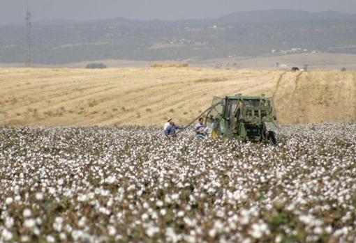 Recogida de algodón en Córdoba