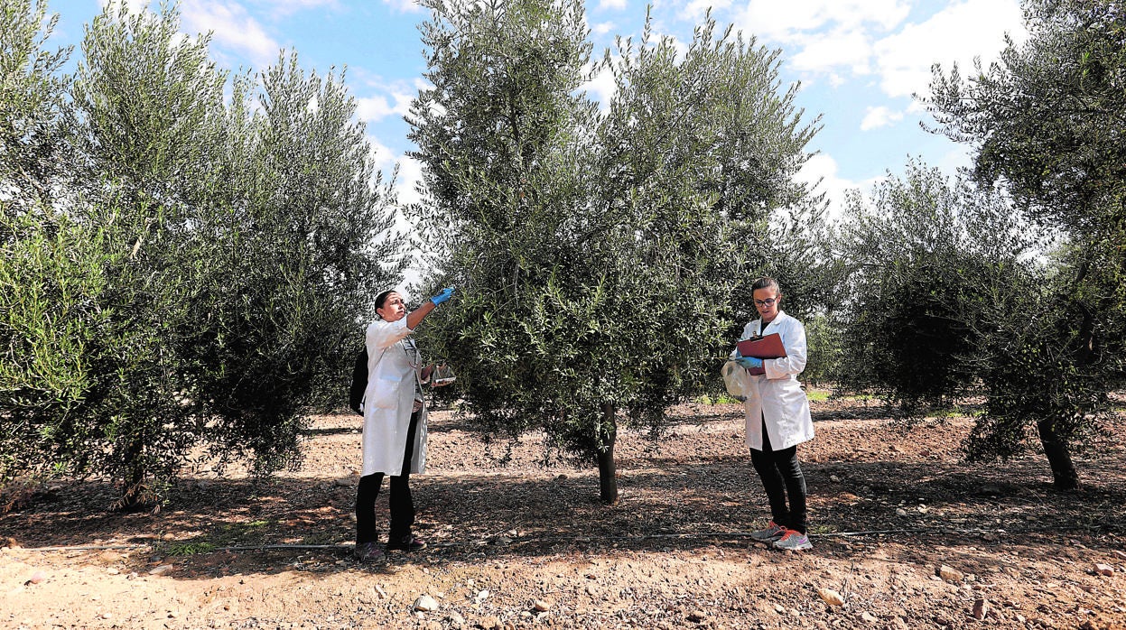 Investigadores del Ifapa de Córdoba capital, en una finca de olivar