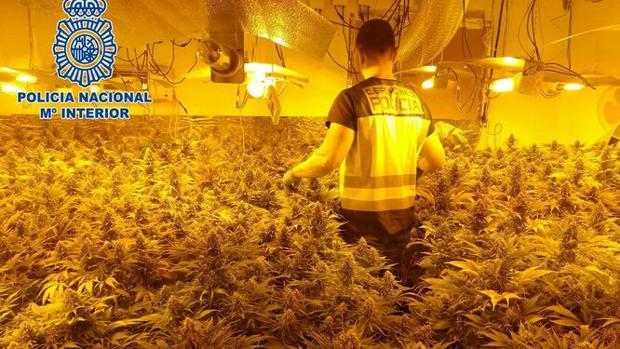 Operación Cake: el mayor golpe policial contra la marihuana en la Zona Norte de Granada