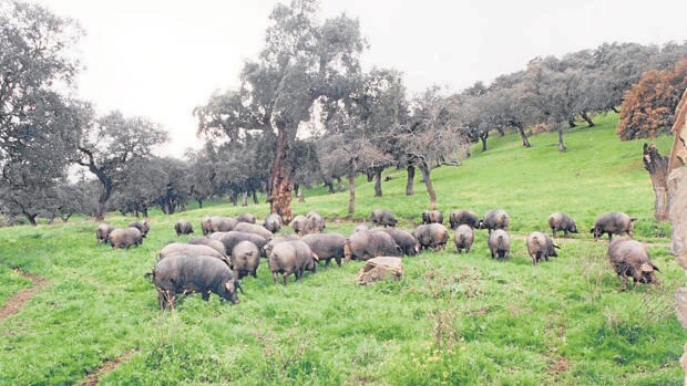 El aumento de los casos de seca de encina en Los Pedroches alarma al sector del cerdo ibérico