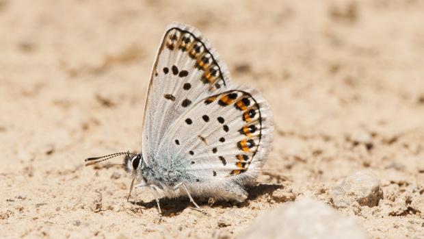 Sierra Nevada utiliza las mariposas como indicadores de los efectos del cambio climático en las especies animales