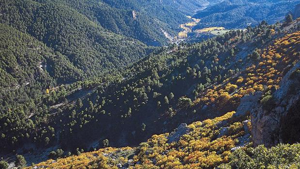 Una apuesta por la licitación pública forestal cifrada en 60 millones de euros