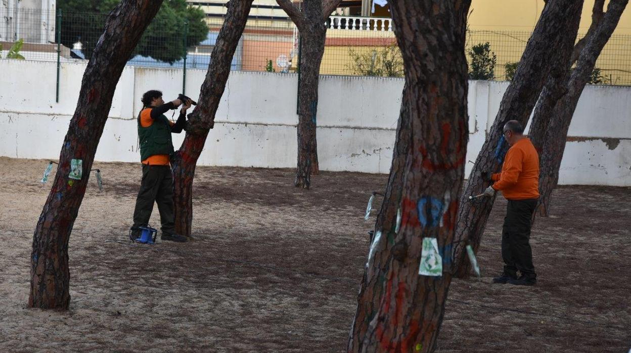 Técnicos trabajan en la aplicación del sistema en los pinares del municipio