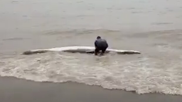 Un bañista rescata a una ballena enana en una playa de Málaga