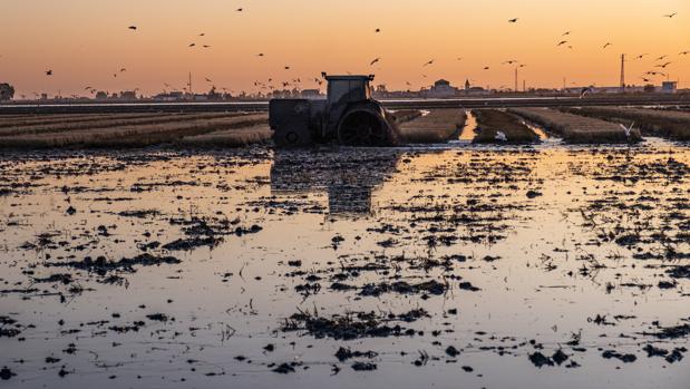 Los campos de arroz salvan la avifauna de Doñana de la sequía