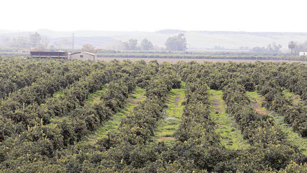 Las últimas lluvias mejoran las previsiones de cosecha del olivar y los cítricos de Córdoba