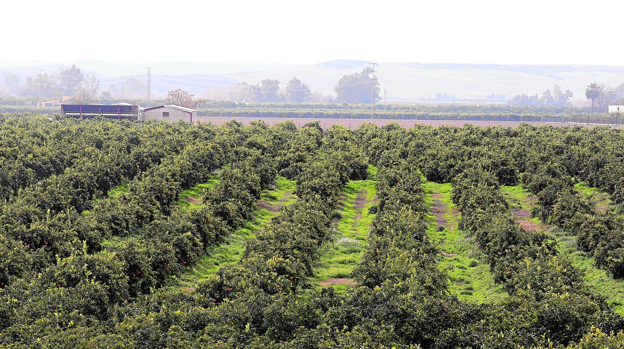 Campos de cítricos en la Vega del Guadalquivir