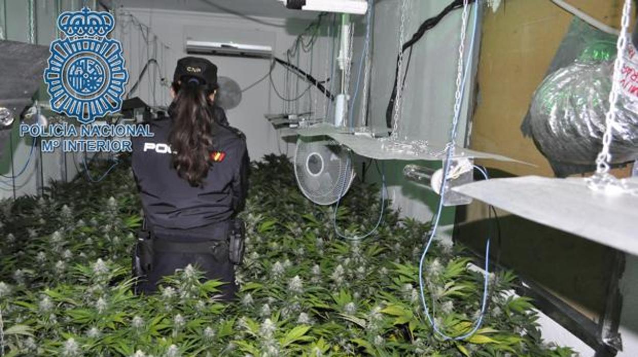 Imagen de archivo de una agente de la Policía Nacional con un cultivo de marihuana