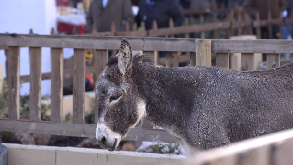 El Partido Animalista denuncia la utilización de una vaquilla en el Belén Viviente de Lucena