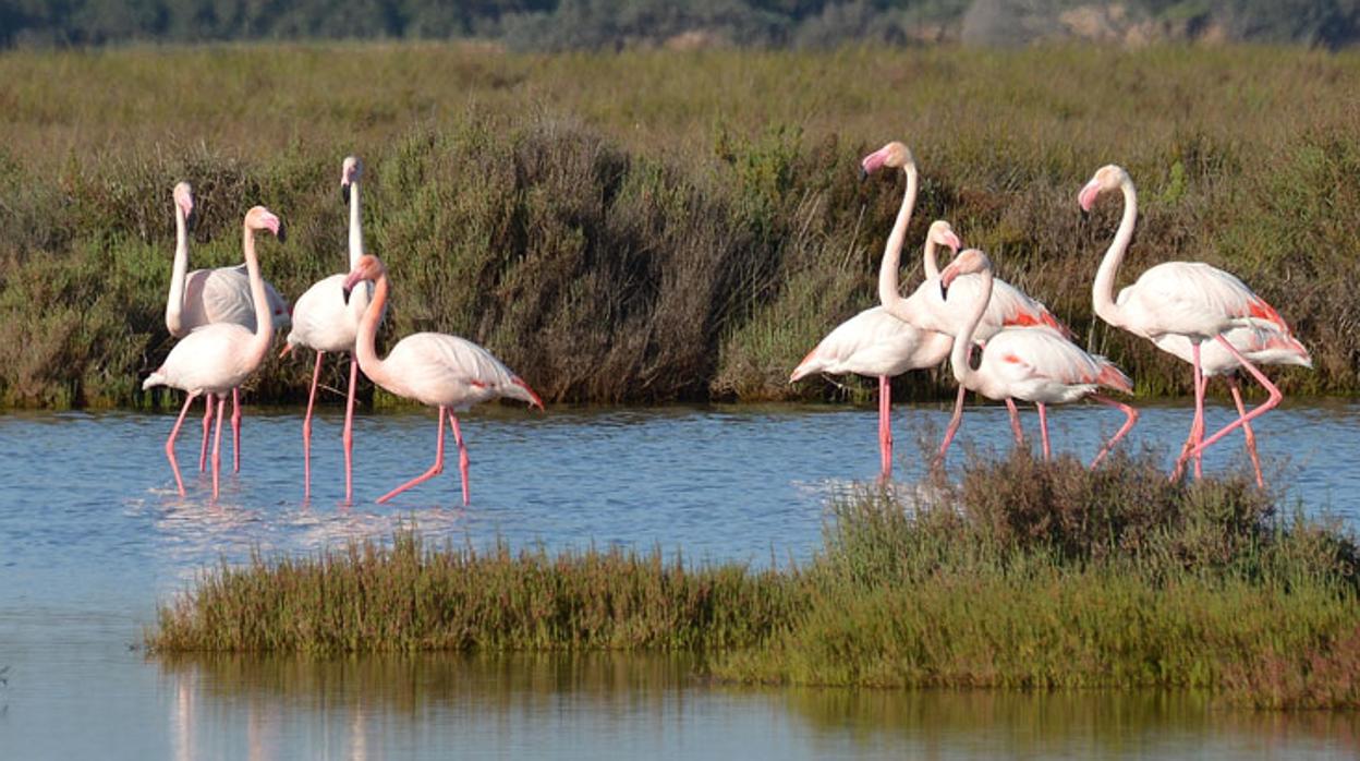 Flamencos en uno de los humedales del parque natural