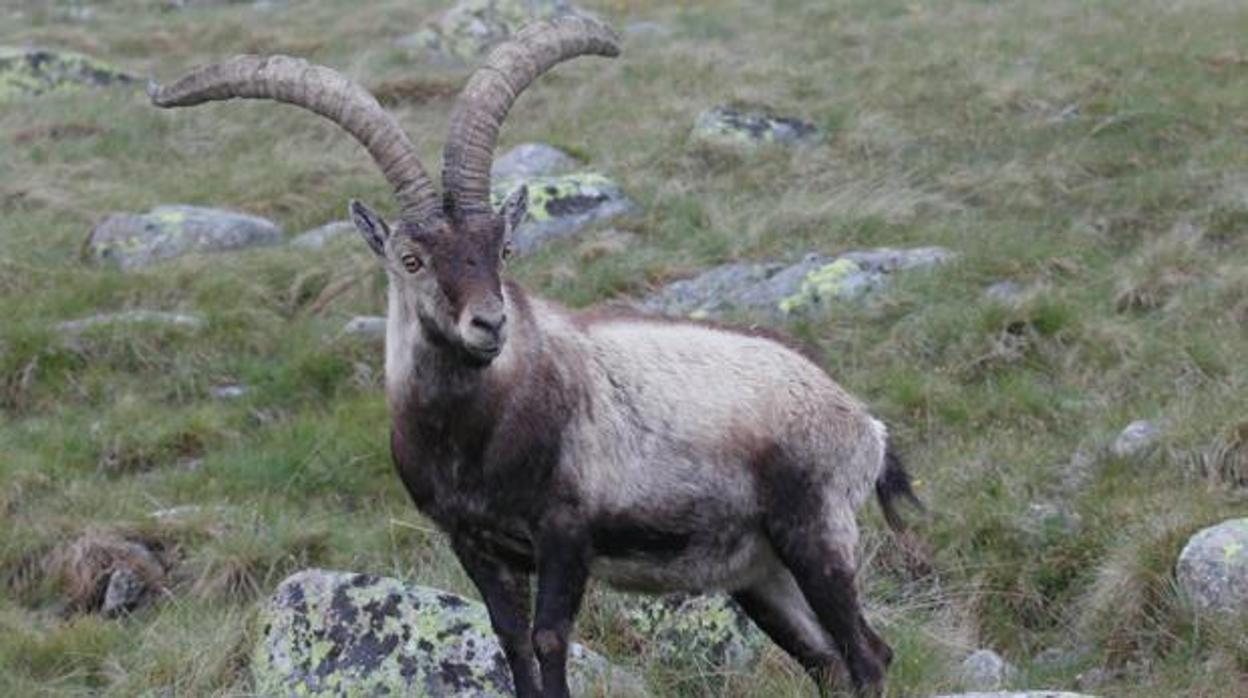 Un ejemplar de cabra montesa