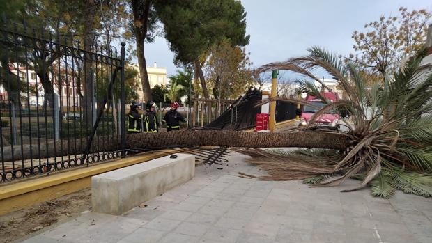 El viento tira una gran palmera de unos jardines de Palma del Río